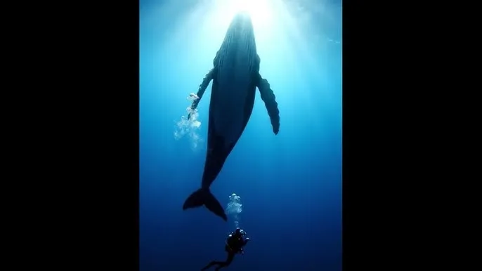 天堂最新版www官网 - 深蓝星球：探索海洋深处的未知世界